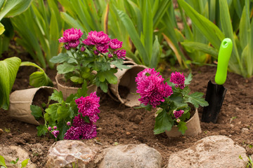 Planting Flowers. Purple Flowers Chrysanthemum In Peat Pots In Ground With Tool Scoop In Flowerbed In Garden.