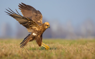 Western Marsh Harrier speedy flight over spring field