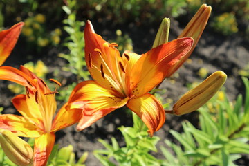 Obraz premium Asiatic hybrid lilium 'Cancun' orange and yellow flowers
