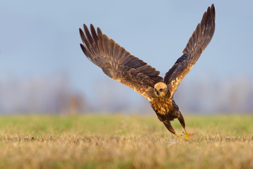 Western Marsh Harrier speedy take off with entire wingspread 