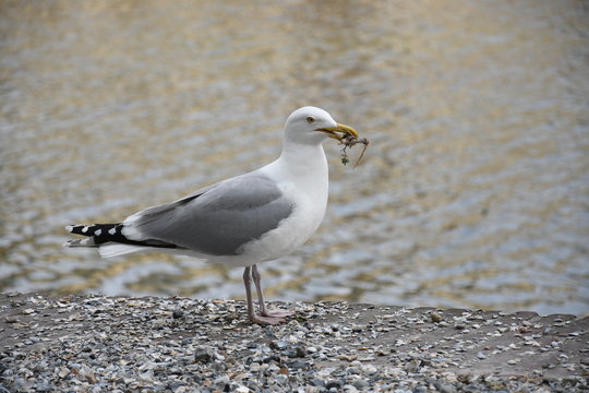 sea gull close up