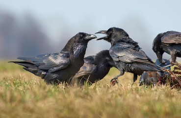 Common ravens interactions – hard quarrel between two birds for carrion