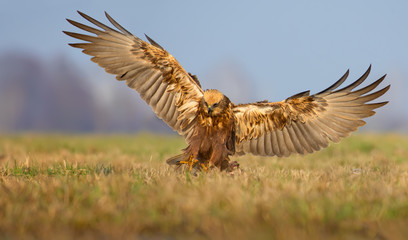 Landing of Western Marsh Harrier into grass with full wingspan in the morning light 