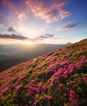 Flowes in the mountains during sunrise. Beautiful natural landscape in the summer time