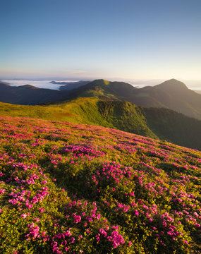 Flowes in the mountains during sunrise. Beautiful natural landscape in the summer time