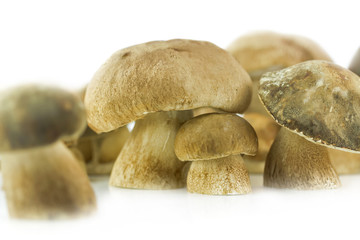 porcini, boletus