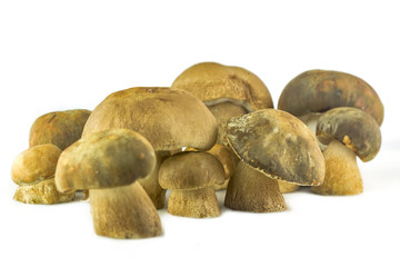 Fototapeta premium porcini, boletus