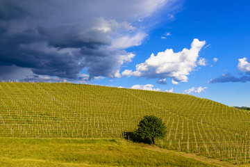 View of vineyards and Langa hills during a thunderstorm, suggestive contrast between dark skies and vineyards illuminated by the afternoon sun
