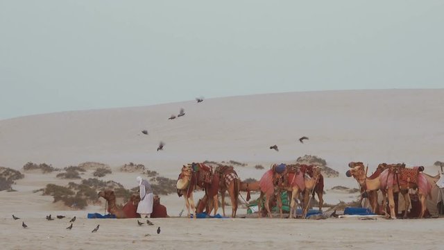 Pan shot of camel caravan preparing for the day early in the morning