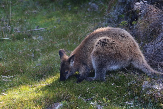 Wallabys-Tasmanien