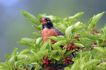 American Robin
