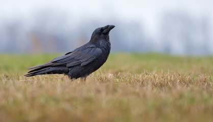 Joyful Common Raven posing in field with short grass at spring