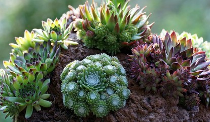 Hauswurz (Sempervivum)