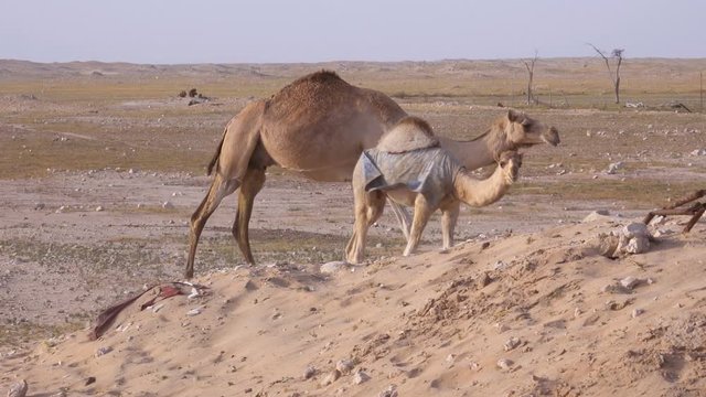 Pan shot of mother and young camel walking in third world setting