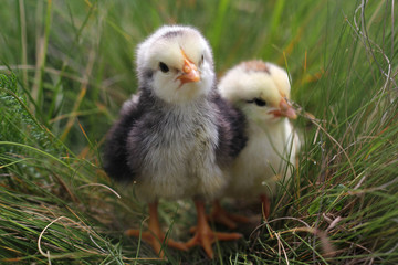 Cute Little Chickens. - 161886203