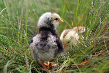 Cute Little Chicken.