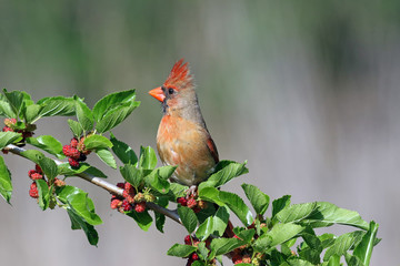 Female Northern Cardinal