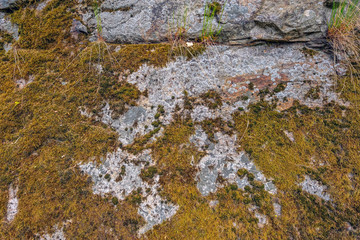 Texture of old mossy stone