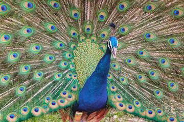 Obraz premium Portrait of indian peafowl, peacock, peahen bird breed walking on the green grass, Kuala Lumpur Bird park, Malaysia. Colorful feathers tropical bird with beautiful crest and tail. Soft focus