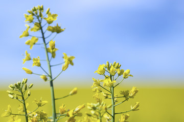 Rapeseed (Brassica napus), also known as rape, oilseed rape, rapa, rappi, rapaseed. Field of bright...
