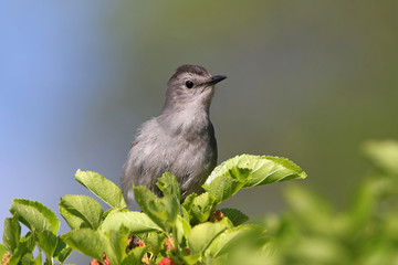 Catbird
