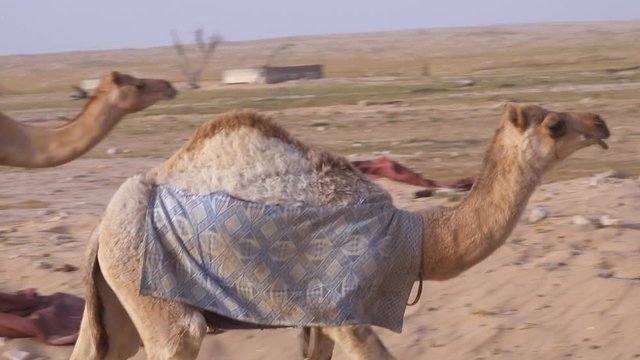 Young camel trotting across rural desert settlement area