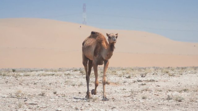 Young camel walking across Qatari desert with pylon and dunes in the background