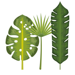 Tropical leaves over white background vector illustration