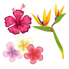 Colorful tropical flowers over white background vector illustration