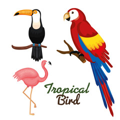 Toucan guacamaya and flamingo over white background vector illustration