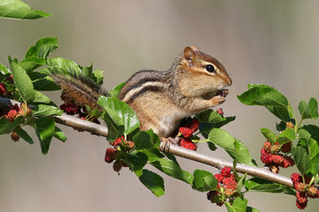 Chipmunk