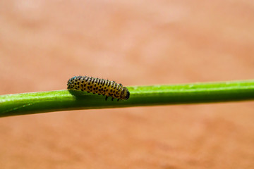 Little caterpillar crawling on a green stalk on beige background, landscape, macro