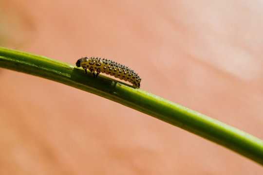 Little caterpillar crawling on a green stalk on beige background, landscape, macro