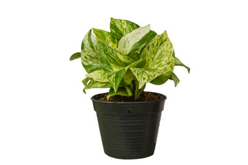 Green tree in a pot isolated on white background.