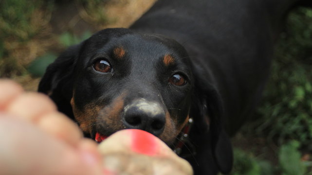 Playful dog dachshund