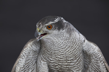 Habicht im Studio vor schwarzem Hintergrund