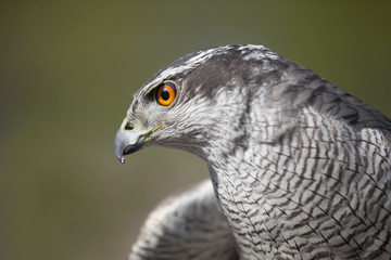 Habicht als Wildlife Portrait