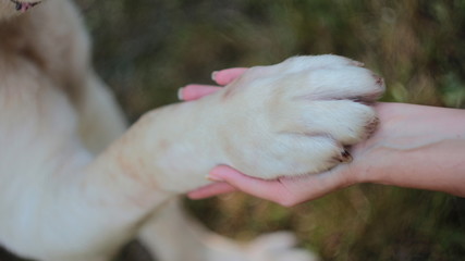 Dog paw in the hand
