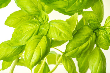 Fresh Basil Herb Leaves Closeup