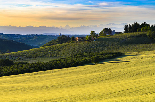 Pittorical field landscape of grain and vineyards, at the bottom cloudy mountains at sunset