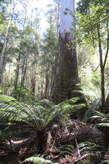 Riesen-Eukalyptusstamm