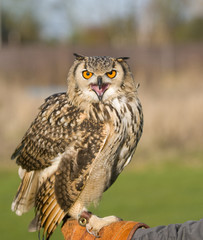 Indian Eagle owl (Bubo bubo) sitting on Falconers gauntlet