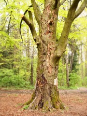 Baumsterben - knorrige Buche verliert Schutzhülle