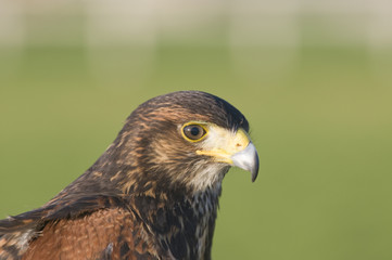 Harris Hawk (parabuteo unicinctus)