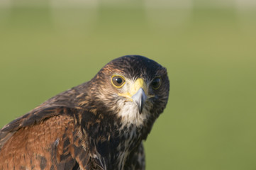 Harris Hawk (parabuteo unicinctus)