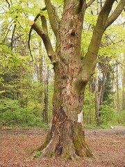 Baumsterben - knorrige Buche verliert  Schutzhülle