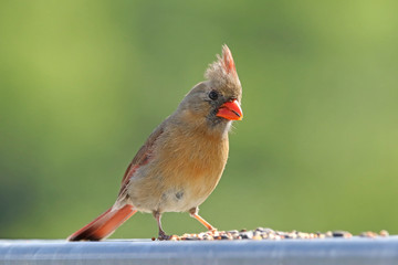 Female Northern Cardinal