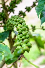 Group row green fruits of coffee berry on a tree and drops of water after rain