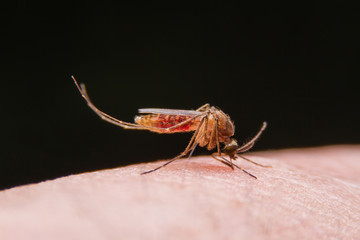 mosquito sucking blood