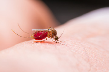mosquito sucking blood